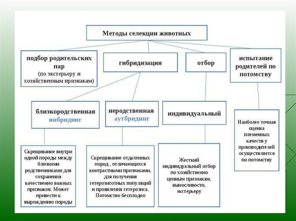 Какой отбор сохраняет видовые признаки человека. Методы селекции животных схема. Схема методов селекции животных. Особенности метода селекции животных. Особенности методов селекции растений и животных.