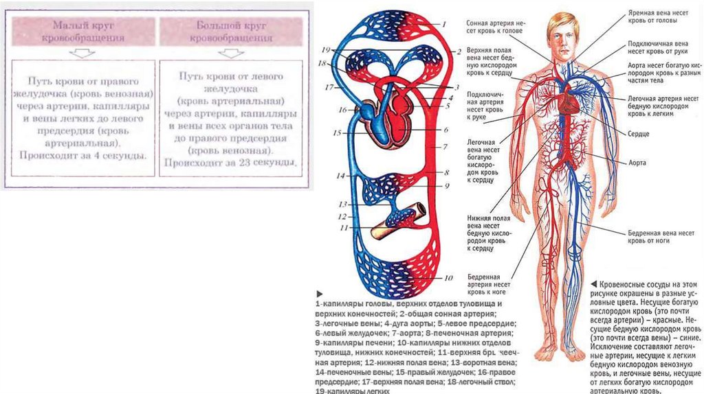 Кровообращения человека текст. Кровеносная система анатомия. Схема строения кровеносной системы. Кровеносная система человека схема ЕГЭ.