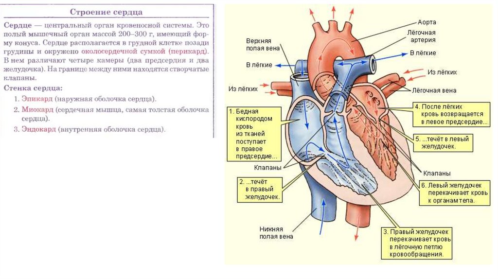Правое предсердие аорта левый желудочек легкие левое. Строение сердца. Строение сердца человека. Строение сердца схема. Сосуды сердца.