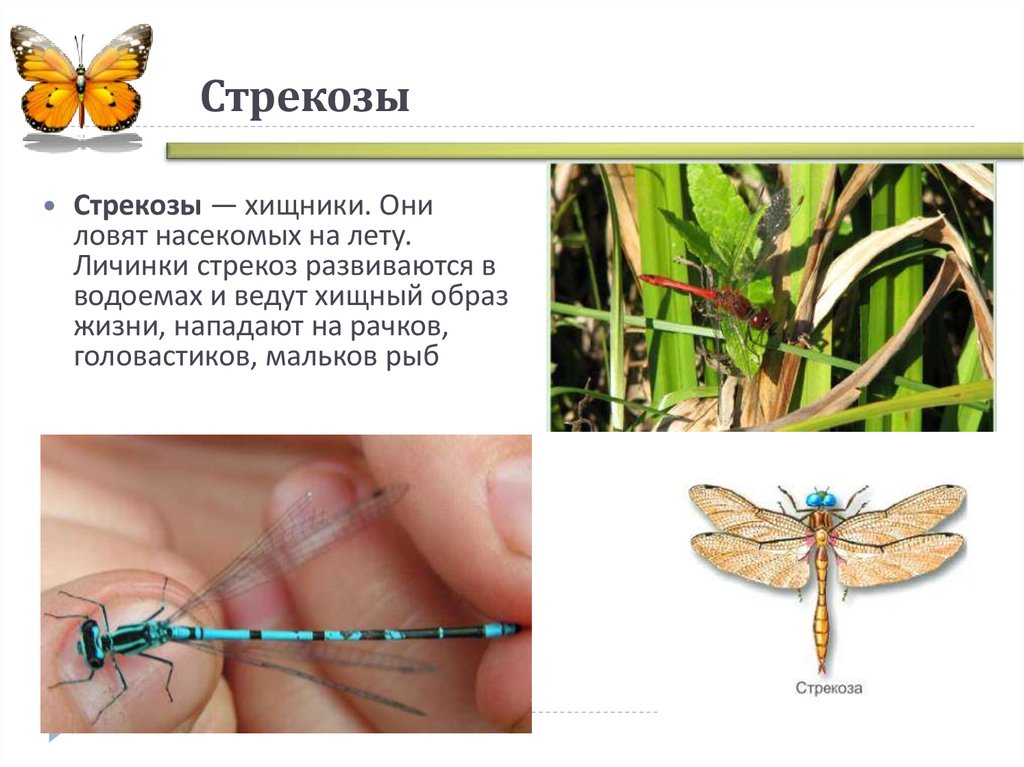 Жизнь насекомых краткое. Насекомые с описанием. Строение Стрекозы для детей. Стрекоза описание. Описание строения Стрекозы.