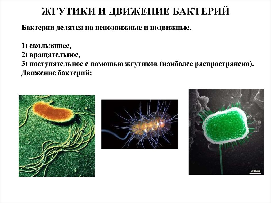 Общая характеристика бактерий 7 класс биология презентация. Жгутики бактериальной клетки. Строение жгутиков бактерий. Органы движения бактерий микробиология. Органы движения бактериальной клетки.