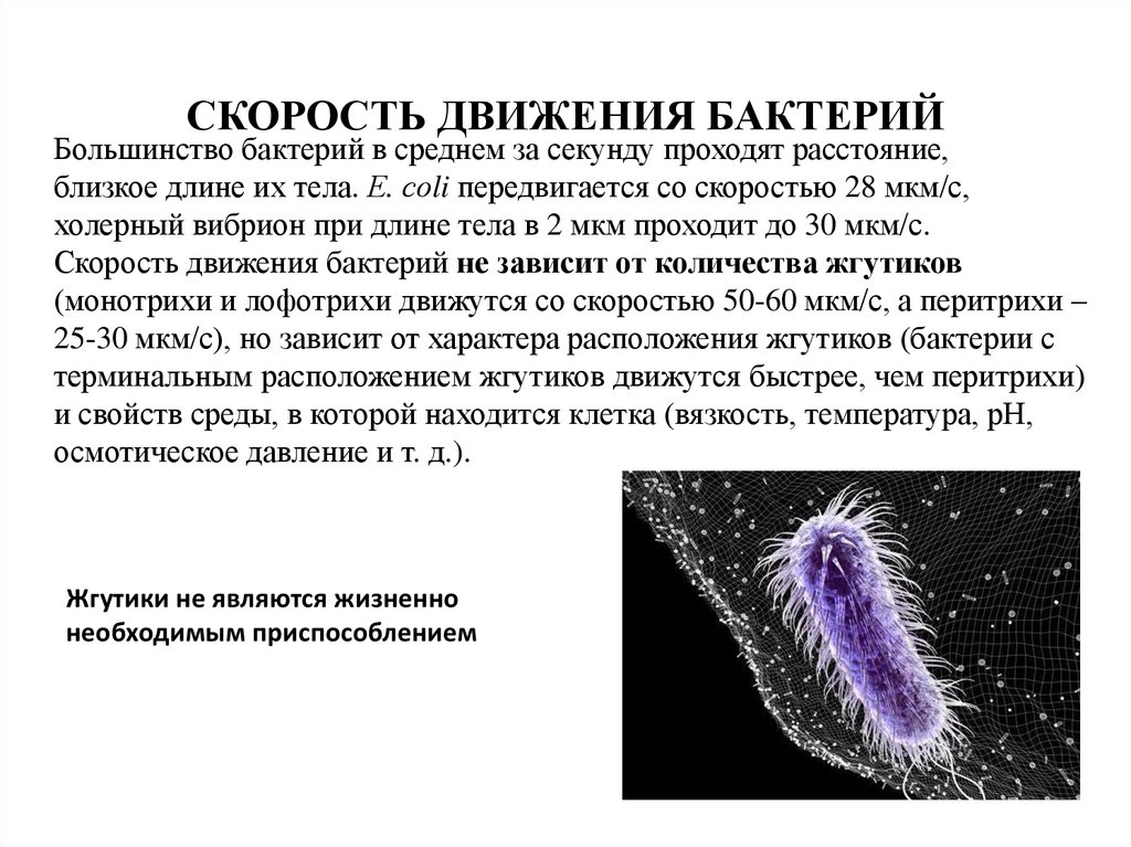 Биологические свойства бактерий. Передвижение бактерий. Типы движения бактерий. Типы передвижения бактерий. Органы передвижения бактерий.