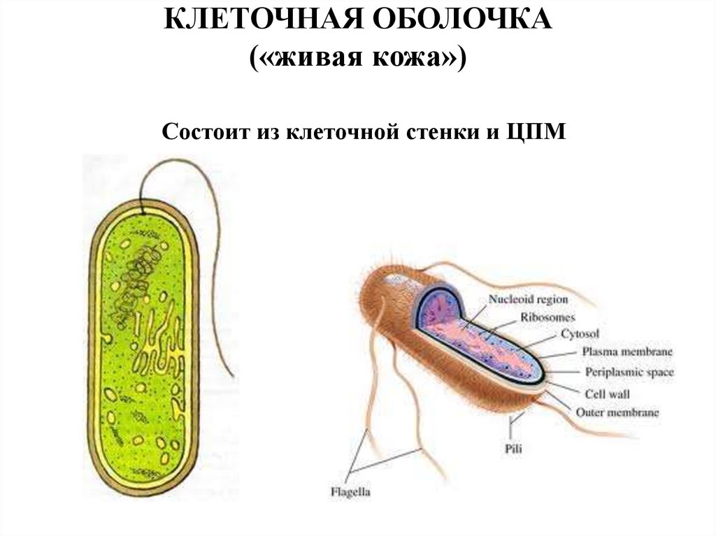 Прокариоты клеточной мембраны. Клеточная оболочка и ЦПМ. ЦПМ микробиология. Живая оболочка фогтка.