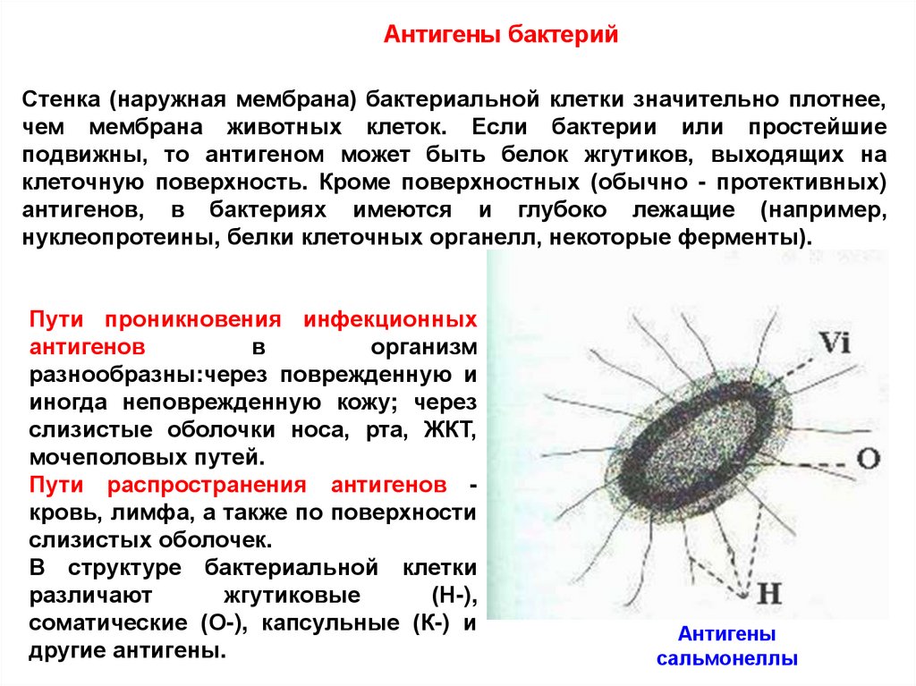 Клетки большинства бактерий можно. Антигенная структура микробной клетки. Мембрана бактериальной клетки. Наружная мембрана клеточной стенки бактерий. Структура бактериальной клетки клеточная стенка.