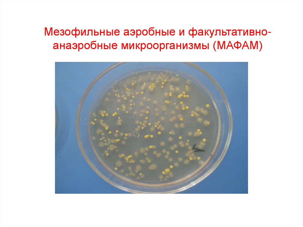 Аэробная среда. Мезофильных аэробных и факультативно анаэробных микроорганизмов. Аэробные и факультативно-анаэробные микроорганизмы что это. Мезофильные аэробные микроорганизмы. Аэробные бактерии и анаэробные бактерии.