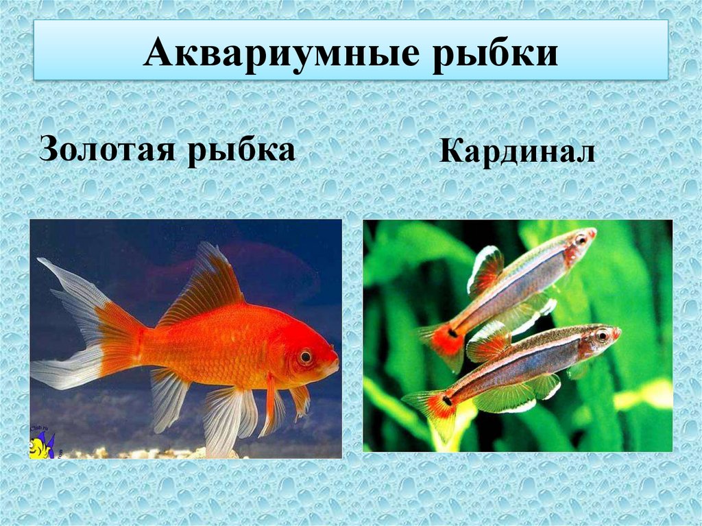 Презентация аквариумные рыбки. Аквариумные рыбки презентация. Кардинал рыбка. Слайд рыбы аквариумные. Проект про рыб.