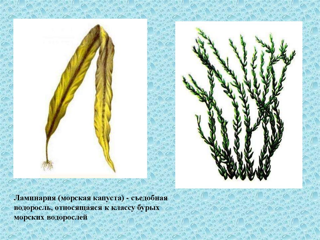 Для ламинарии характерно. Класс бурые водоросли ламинария. Ламинария однодольная. Ламинария однодольное или двудольное растение. Ламинария бурая или зеленая.
