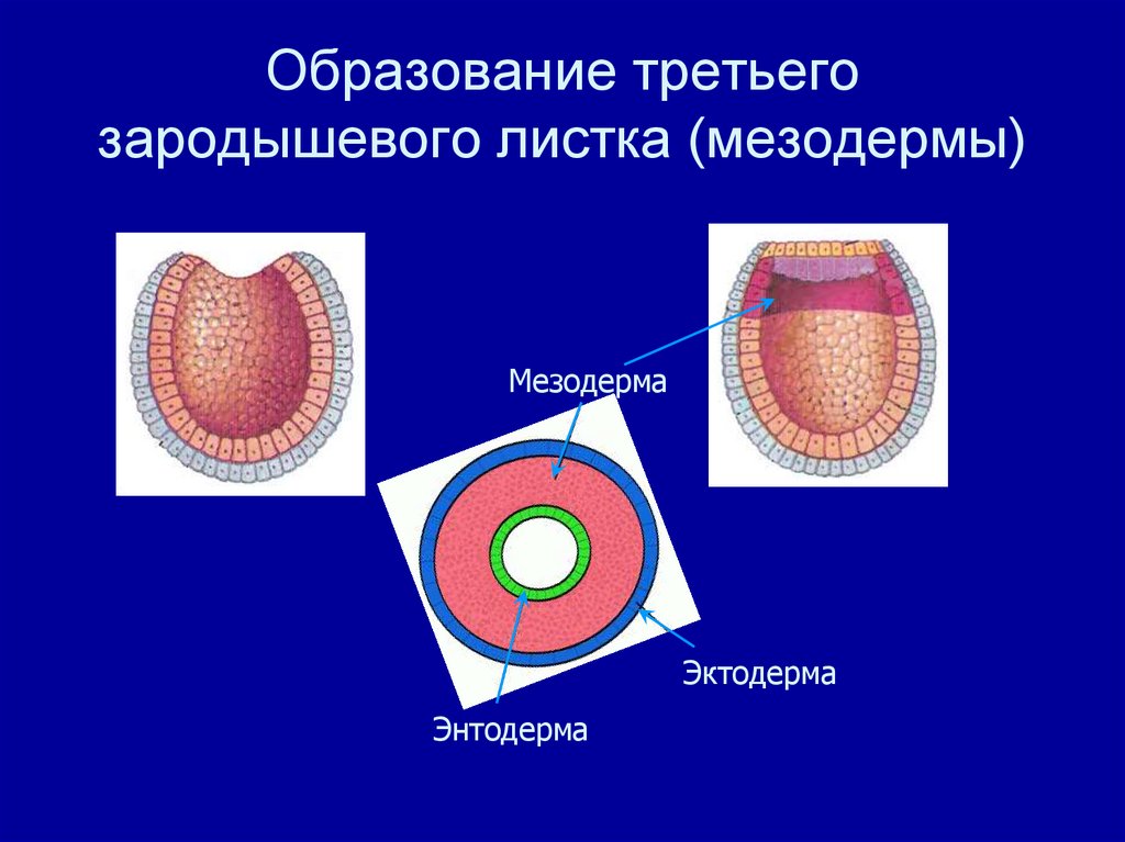 Мезодерма это