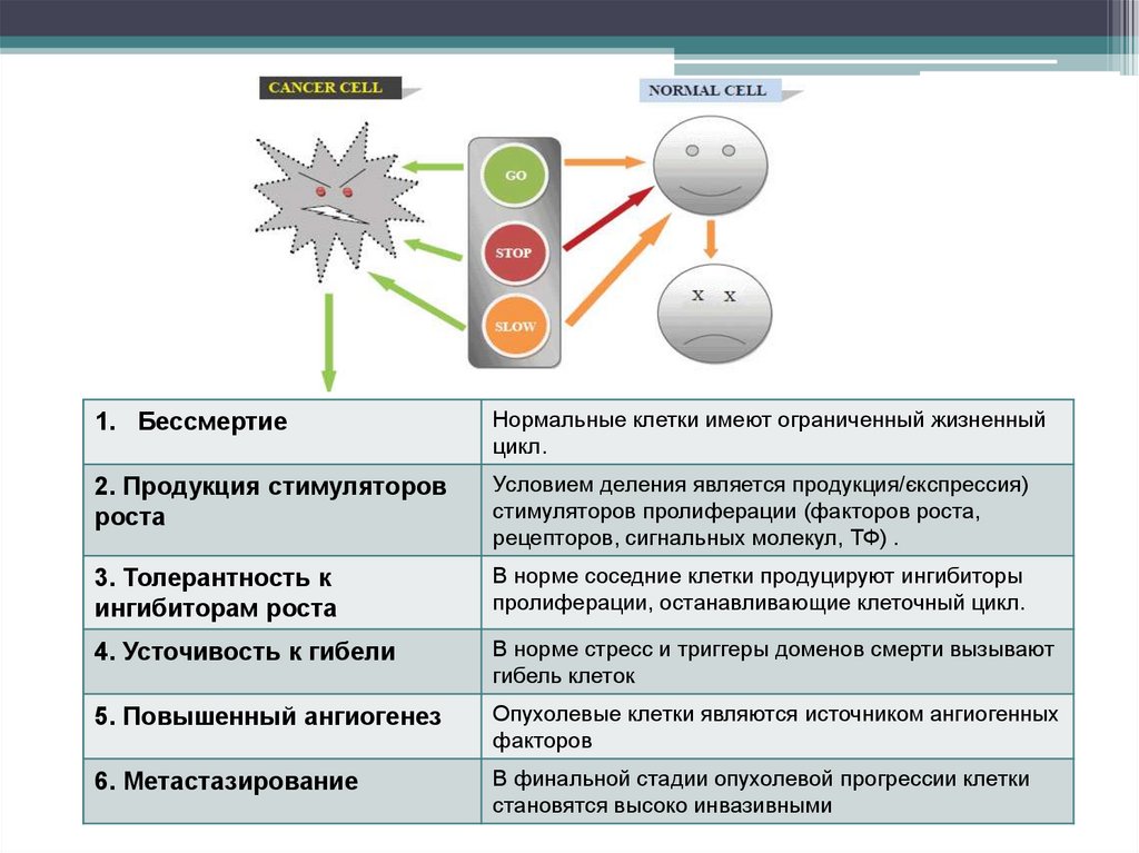 Нормальная клетка. Жизненный цикл опухолевой клетки. Клеточный цикл опухолевых и нормальных клеток. Жизненные циклы нормальных и опухолевых клеток. Клетки бессмертия.