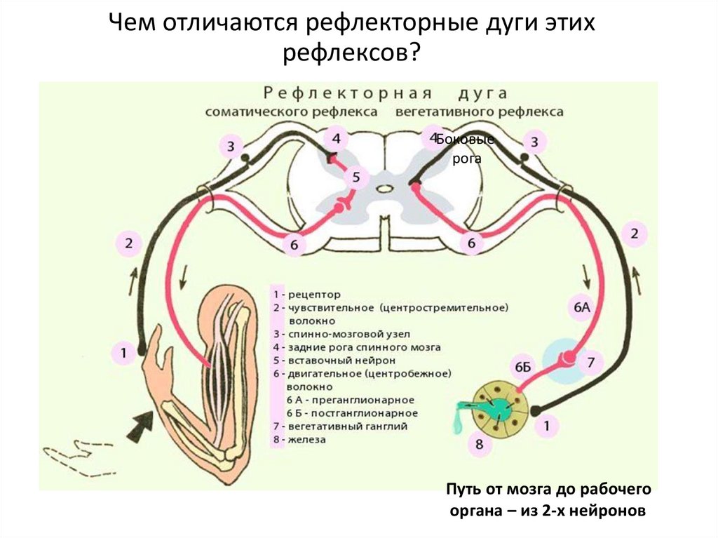 Простая рефлекторная дуга схема