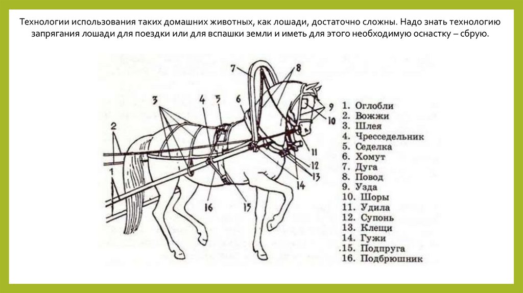 Животные и материальные потребности человека презентация технология 5 класс