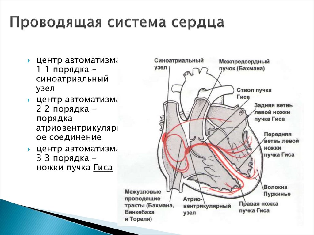 Проводящая система сердца