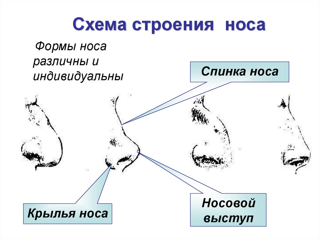 Схема нос человека