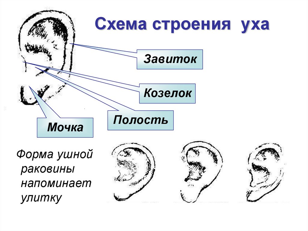 Особенности ушной раковины. Схема строения ушной раковины. Противокозелок уха анатомия. Мочка ушной раковины анатомия. Болит ушная раковина при надавливании на козелок.
