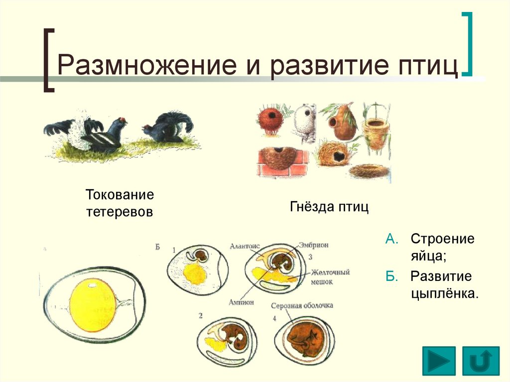 Развитие птиц презентация 1 класс чудинова