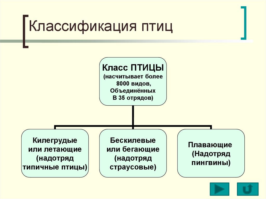 Систематика птиц презентация