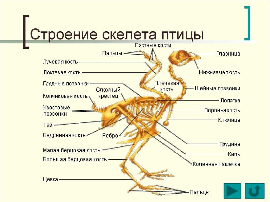 Анатомия птицы ветеринария с картинками