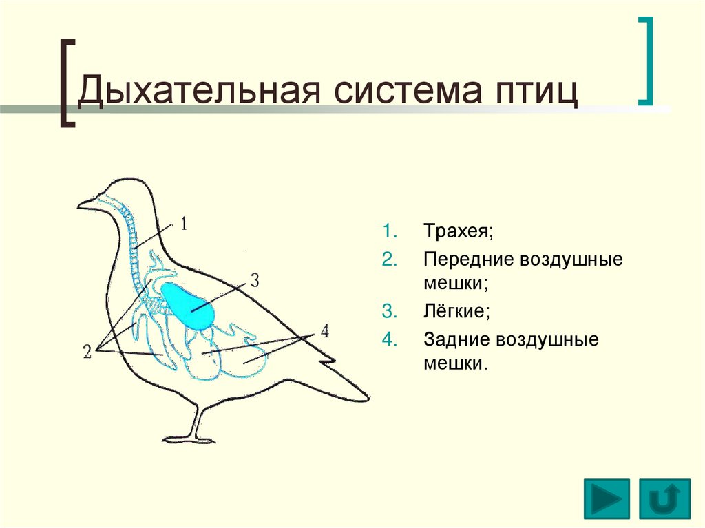 Имеются воздушные мешки. Схема дыхательной системы птицы. Схема строения дыхательной системы птиц. Система органов дыхания птиц схема. Схема дыхательной системы птицы рис 158.