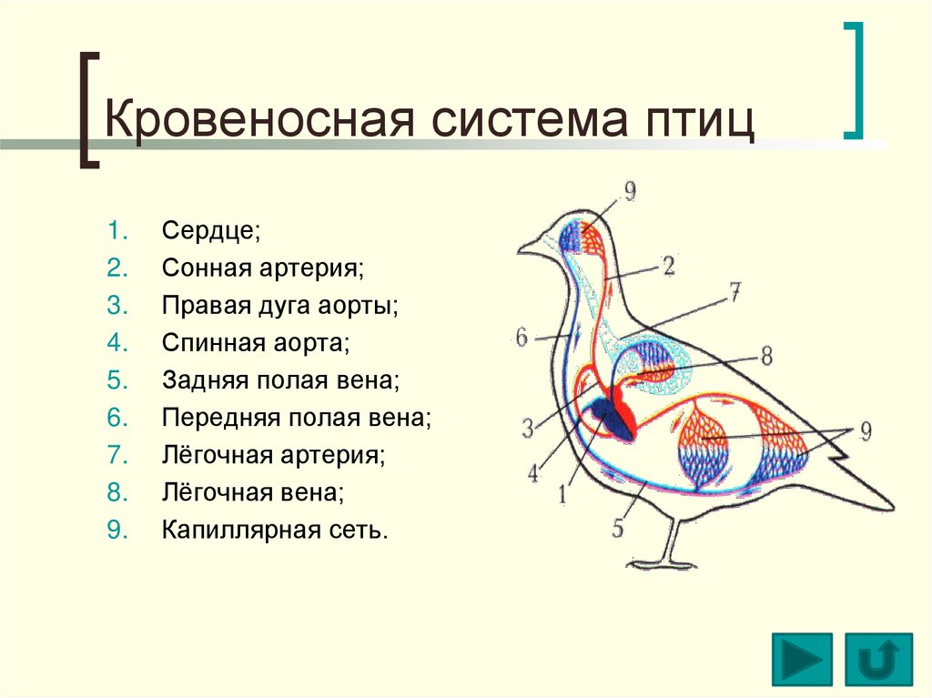 Рассмотрите рисунок цветными карандашами раскрасьте кровеносную систему птицы