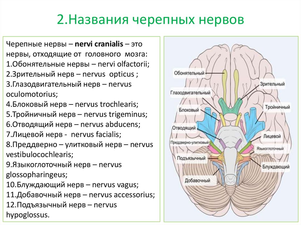 Как называются места выхода. 12 Пар черепных мозговых нервов. 12 Пары черепных нервов анатомия. Ядра 12 пар черепных нервов анатомия. Иннервация 12 черепных нервов.