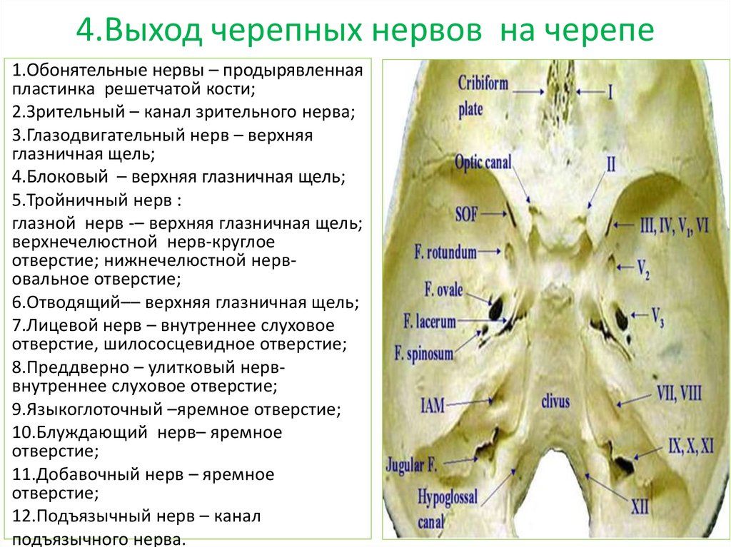 Где находятся нервы у человека фото. Какой нерв находится рядом с макушкой. Нервы у Оксаны. Где находится нервный анем Геншин.