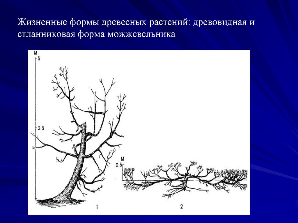 Древесные формы растений. Жизненная форма дерева. Древесные жизненные формы. Классификация жизненных форм древесных растений.