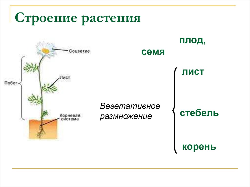 Строение растения схема