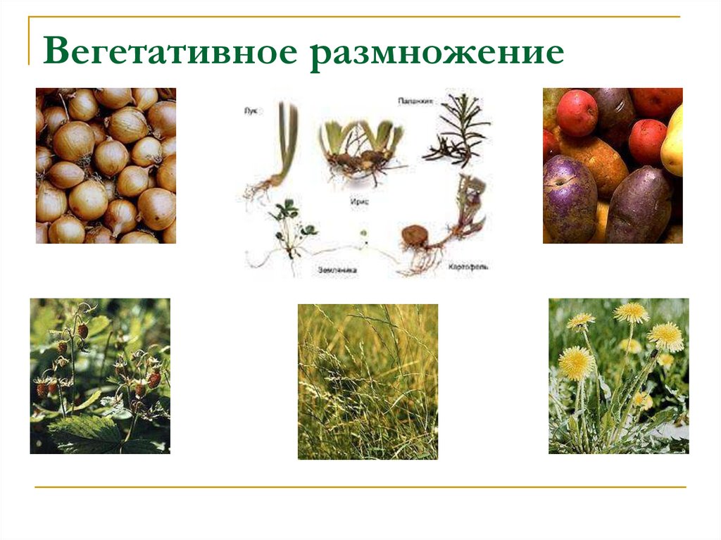 Вегетативное размножение