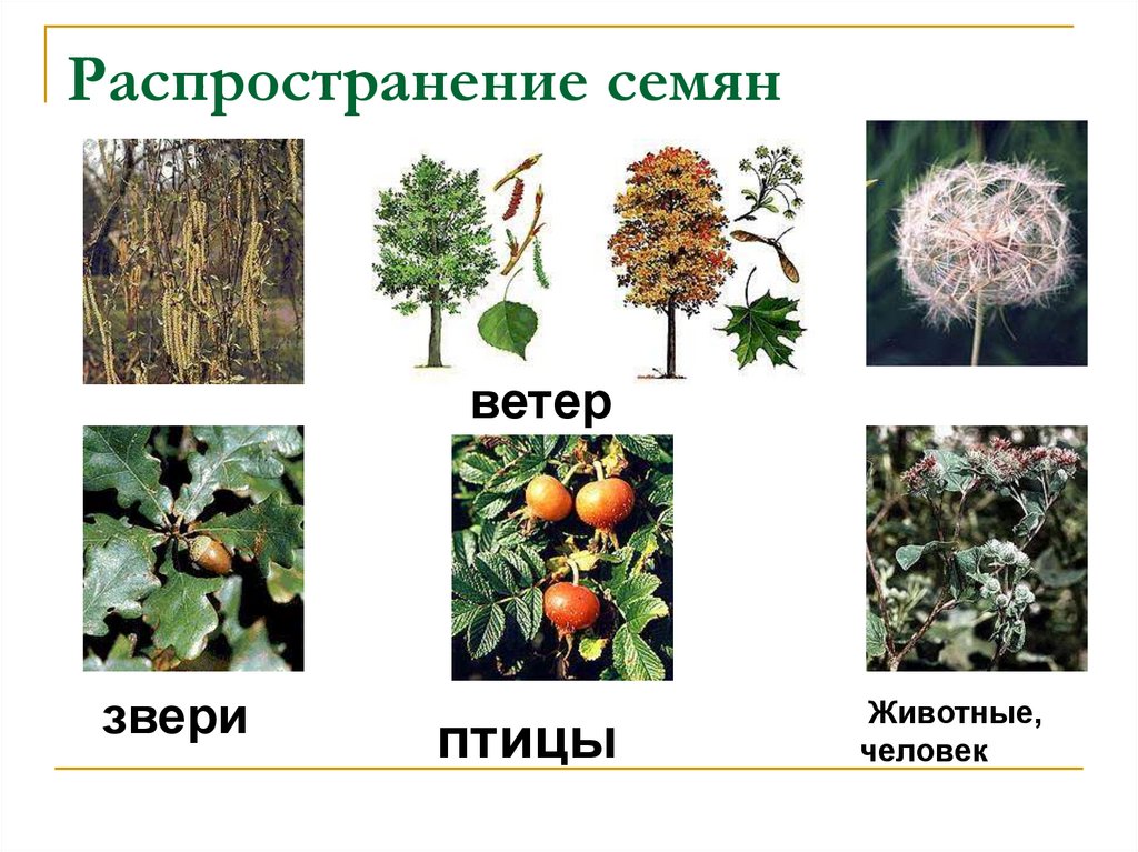 Распространение семян