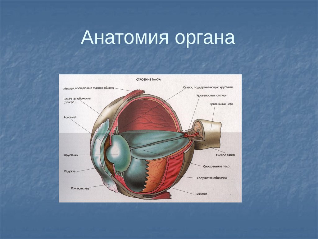 Презентация заболевания глаз 8 класс