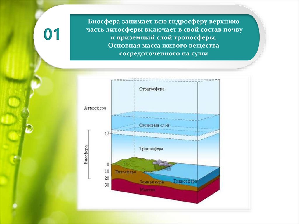 Связь биосферы с литосферой. Биосфера. Оболочки биосферы. Границы биосферы схема. Биосфера и ее структура.