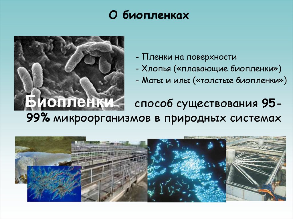 О биопленках