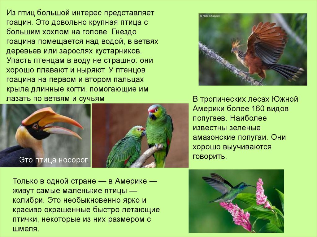 Тропические животные 1 класс. Птицы в тропическом лесу. Животные и птицы тропического леса. Птицы влажных тропических лесов. Проект животные тропического леса.