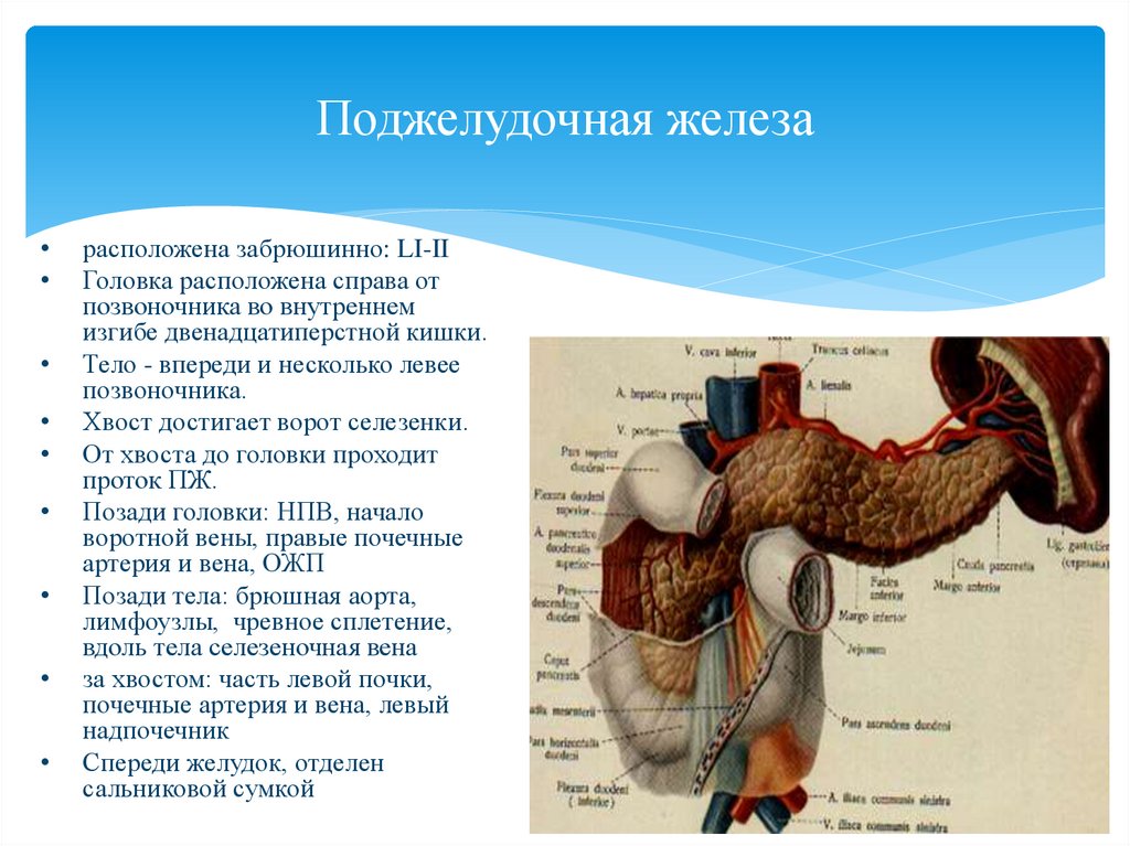 В пищеводе железы расположены в. Поджелудочная железа расположена забрюшинно. Анатомия и физиология поджелудочной железы.
