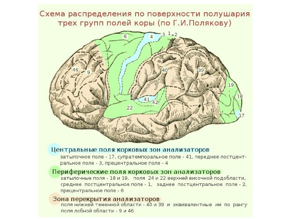 Поверхности коры больших полушарий. Зоны коры головного мозга первичная вторичная третичная. Третичные зоны коры головного мозга. Первичные вторичные и третичные корковые поля.