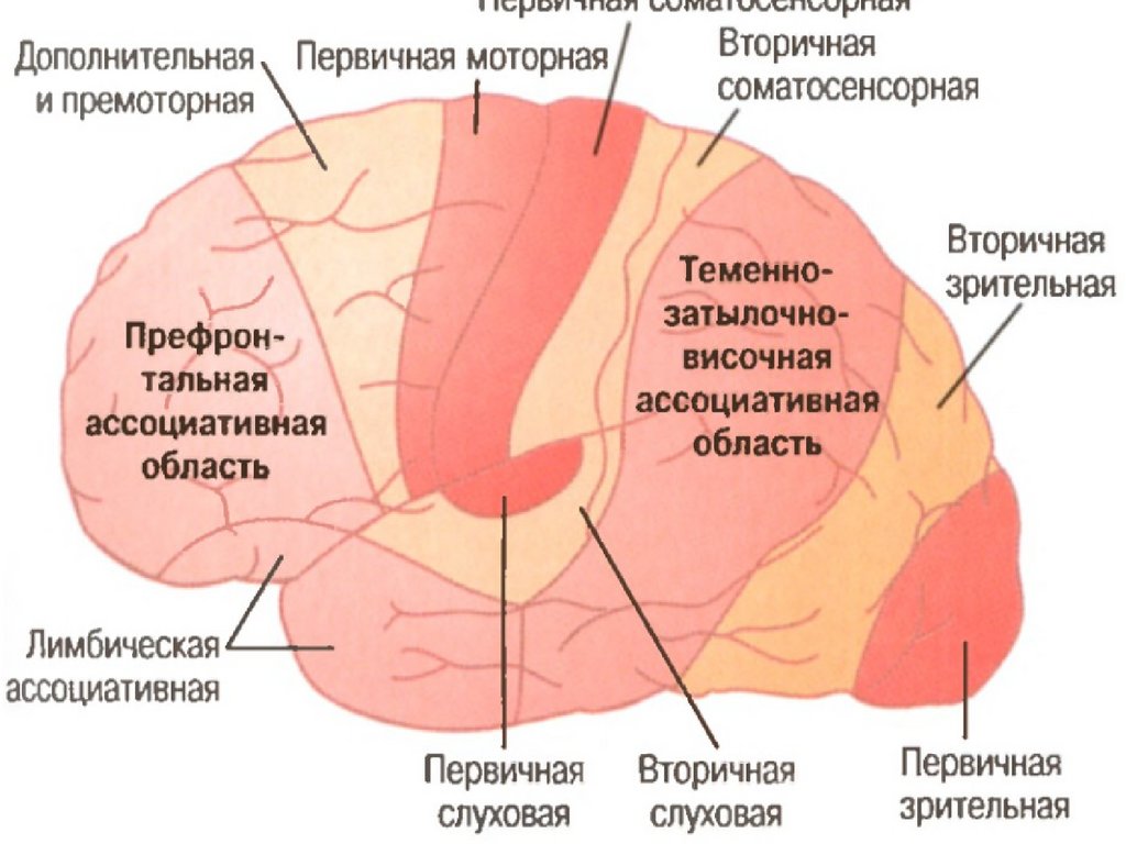 Кожно мышечная зона головного мозга. Вторичные проекционные зоны сенсорной коры. Проекционные (первичные), вторичные и ассоциативные зоны. Первичных проекционных корковых зонах. Проекционные и ассоциативные зоны коры головного мозга.