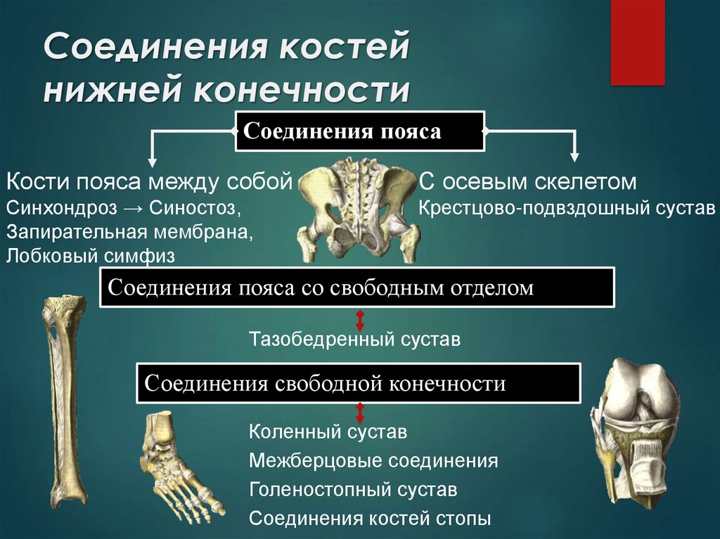 Соединение костей 6. Кости и соединения костей нижней конечности. Соединение костей скелета нижней конечности. .Кости нижней конечности. Соединения костей нижней конечности. Кости свободной нижней конечности их строение и соединения.