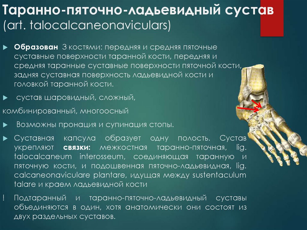 Голеностопный сустав образует. Таранная кость стопы анатомия. Таранно-пяточно-ладьевидный сустав. Таранно-ладьевидный сустав стопы артроз. Таранная кость подтаранный сустав.