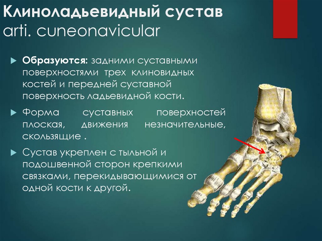 Голеностопный сустав образован костями. Голеностопный сустав ладьевидной кости. Клино-ладьевидный сустав. Клиноладьевидьеный сустав. Предплюсневый сустав.