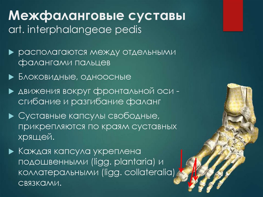 Фаланги пальца тип соединения. Межфаланговые суставы стопы анатомия. Артродез межфалангового сустава. Межфаланговый сустав 1 пальца стопы. Межплюсневые суставы характеристика.