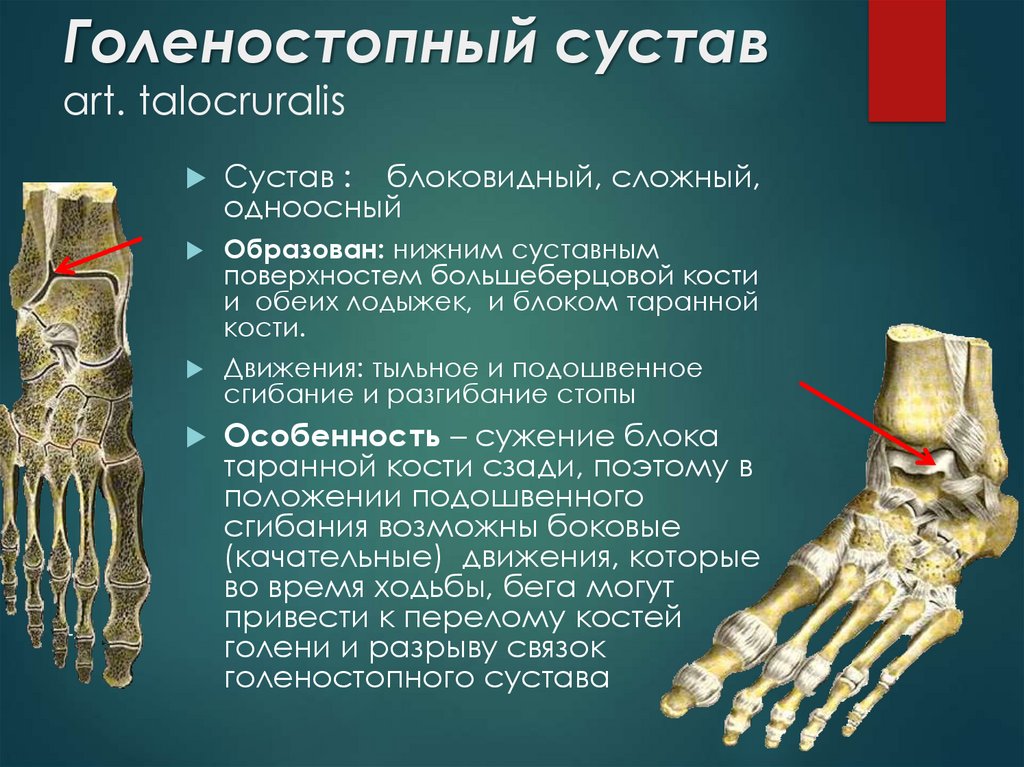 Голеностопный сустав относится к суставам. Голеностопный сустав сложный блоковидный. Кости голеностопного сустава анатомия. Голеностопный сустав суставные поверхности костей. Скелет голеностопного сустава.