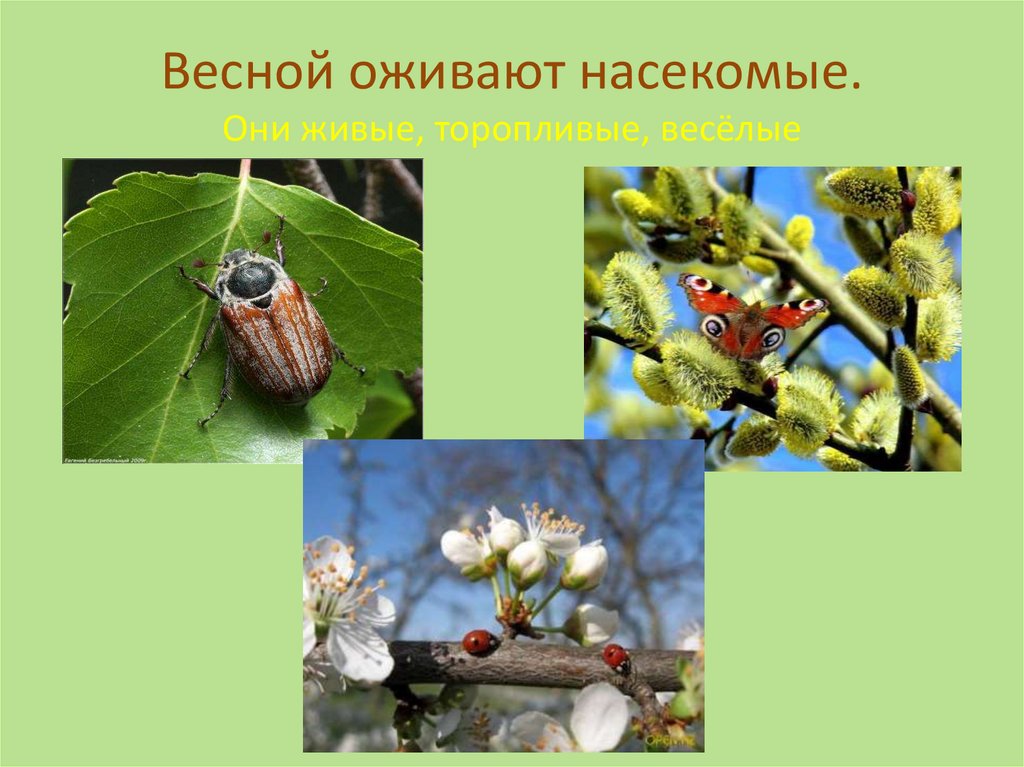 Жизнь насекомых весной