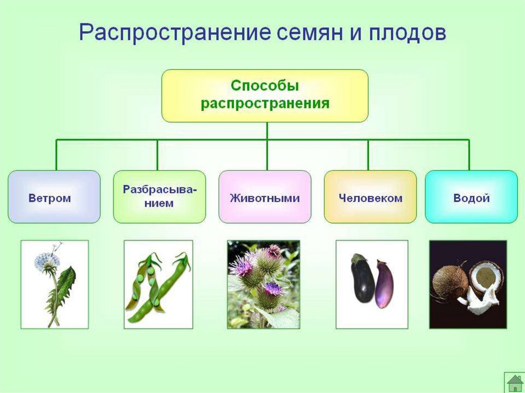 Распространение плодов и семян презентация