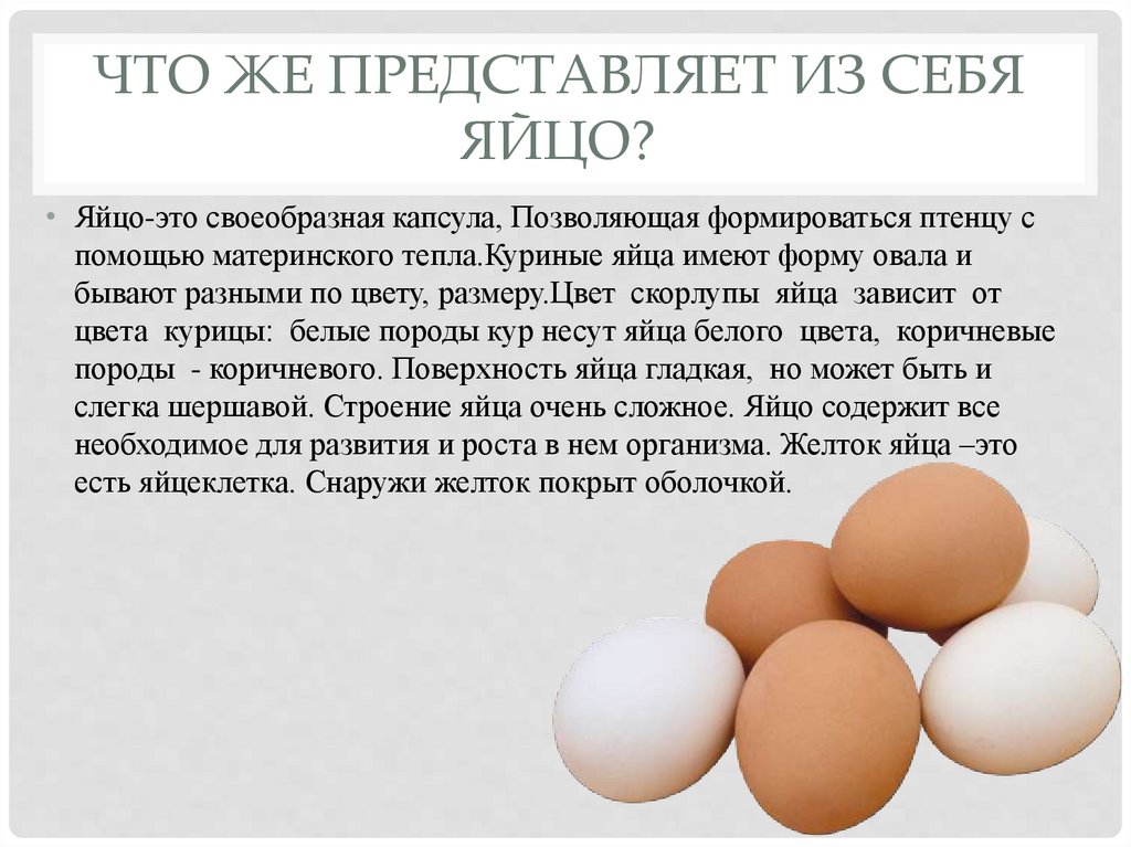 Функция куриного яйца