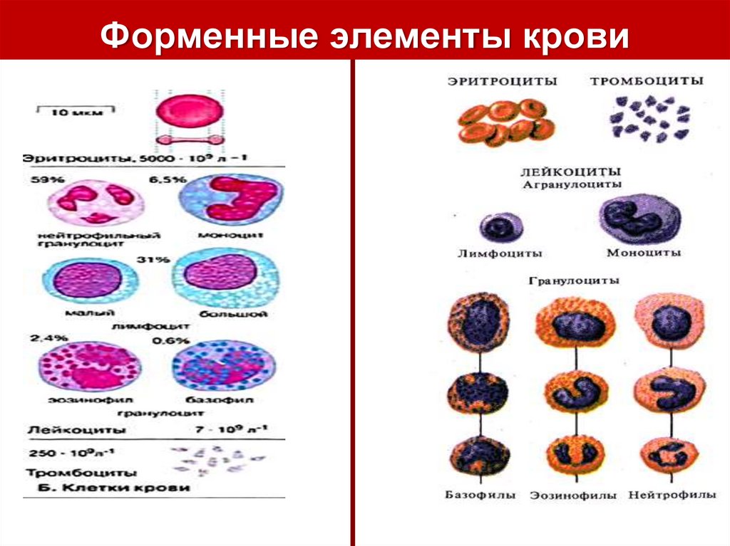 Элементы крови с ядрами