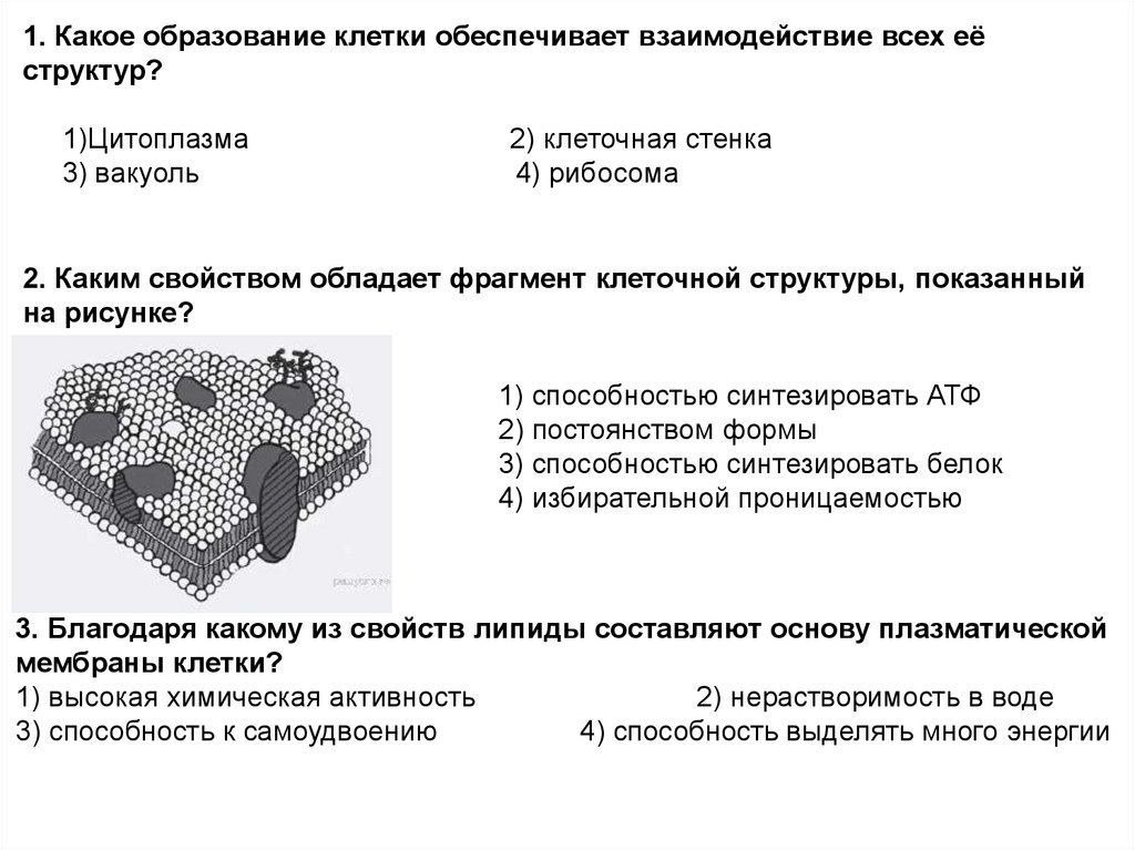 Какое образование клетки