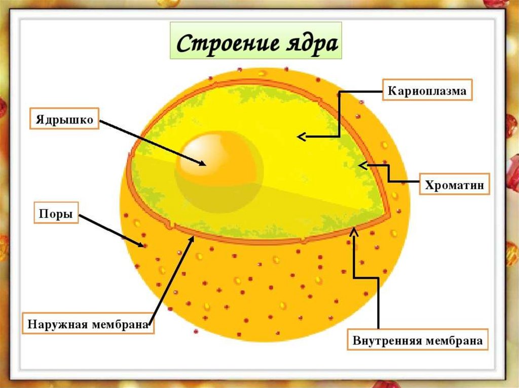 Покажите стрелками и подпишите на рисунке ядро хлоропласт клеточную стенку