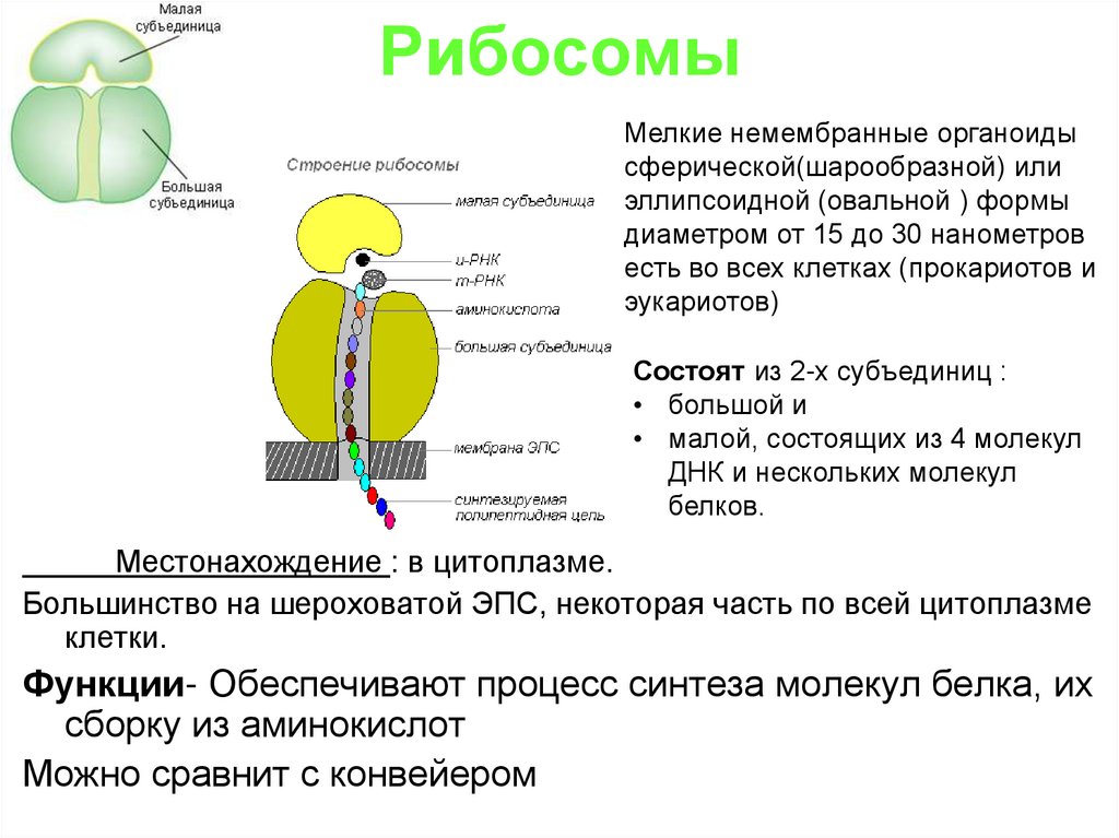 Строение и функции рибосом