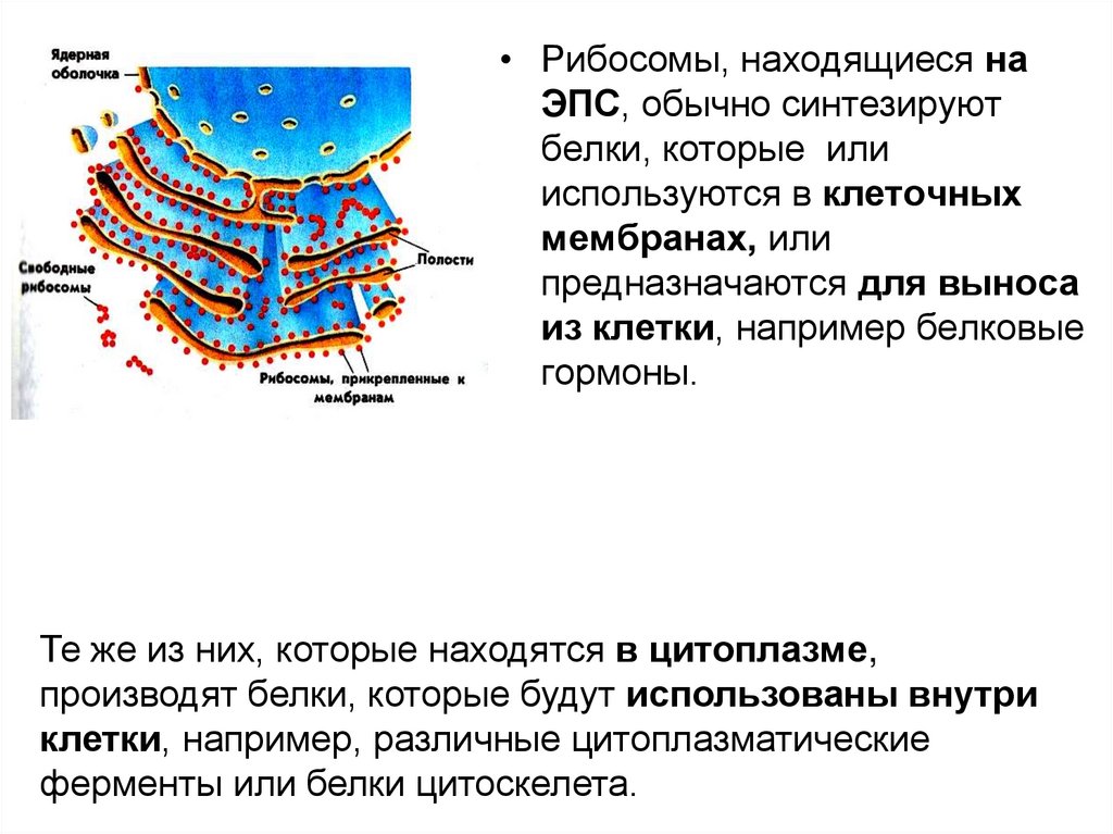 Какое образование клетки