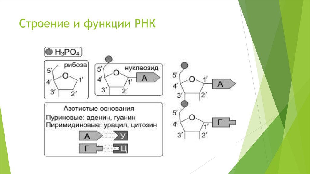 Строение и функции РНК